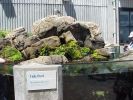 a simulated tide pool!  it even had crashing waves!