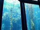 the kelp forest!