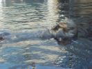 a really big sea otter!